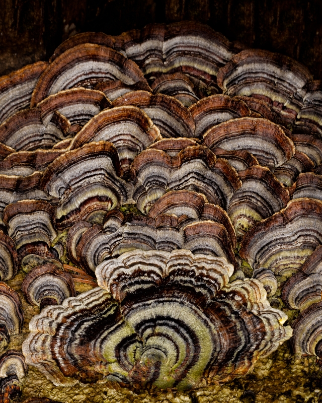 Trametes Versicolor 22-8069a.jpg